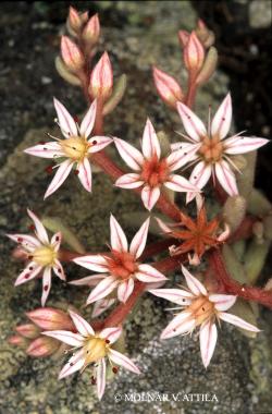 Sedum hispanicum Jusl. 3.Image