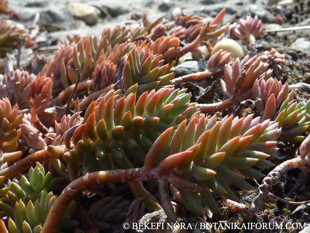 Sedum rupestre L.