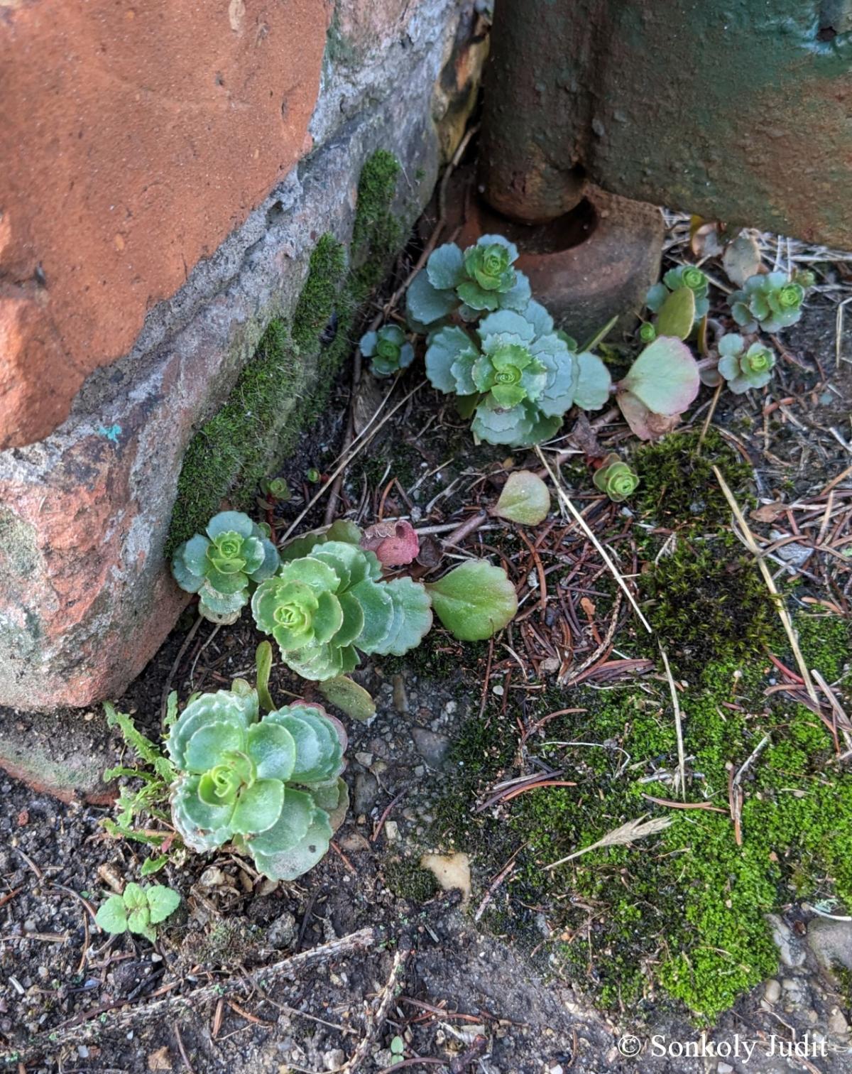 Sedum spurium M. Bieb.