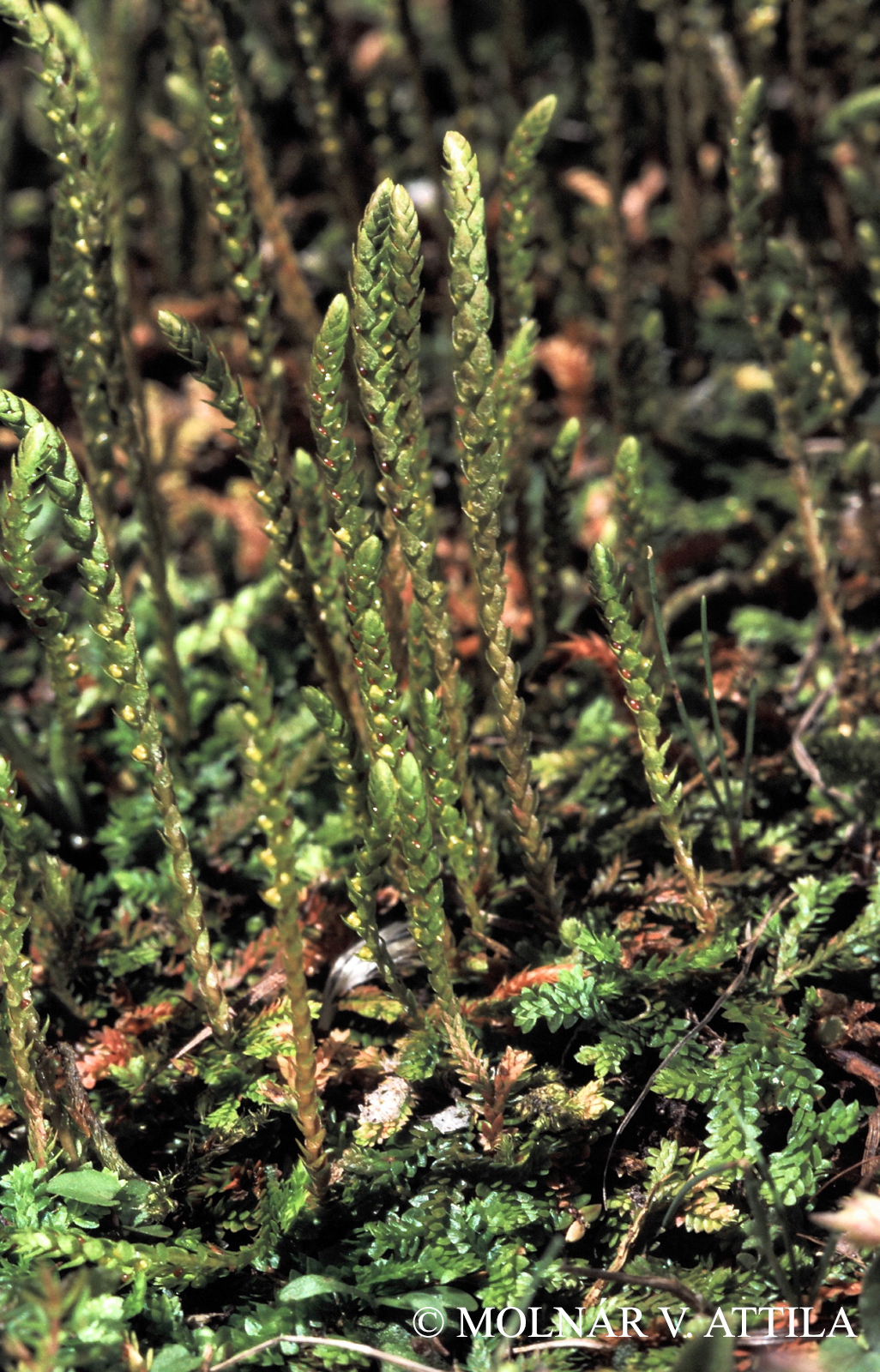 Selaginella helvetica (L.) Link