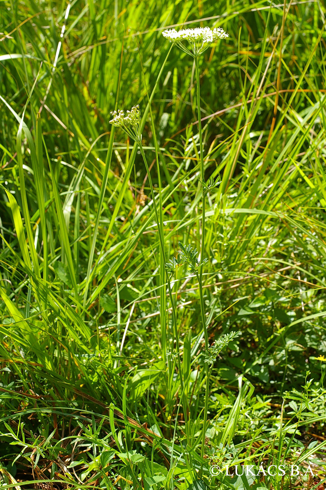 Selinum carvifolia L.