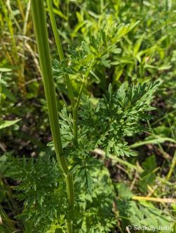 Selinum carvifolia L. 3.Kép