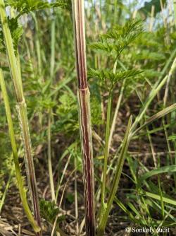 Selinum carvifolia L. 4.Kép