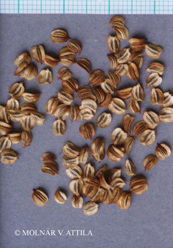 Selinum carvifolia L. 5.Kép
