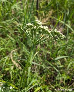 Selinum carvifolia L. 2.Kép