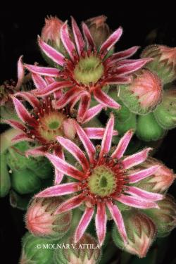 Sempervivum marmoreum Griseb. 2.Image