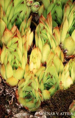 Sempervivum marmoreum Griseb. 3.Image