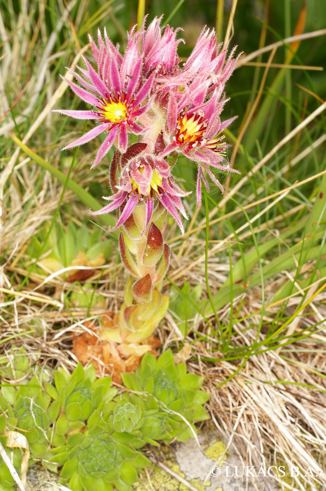 Sempervivum tectorum L.