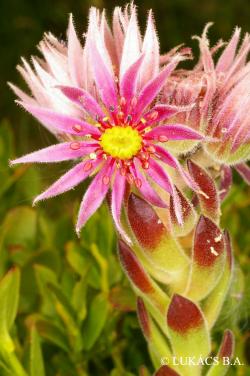 Sempervivum tectorum L. 2.Image