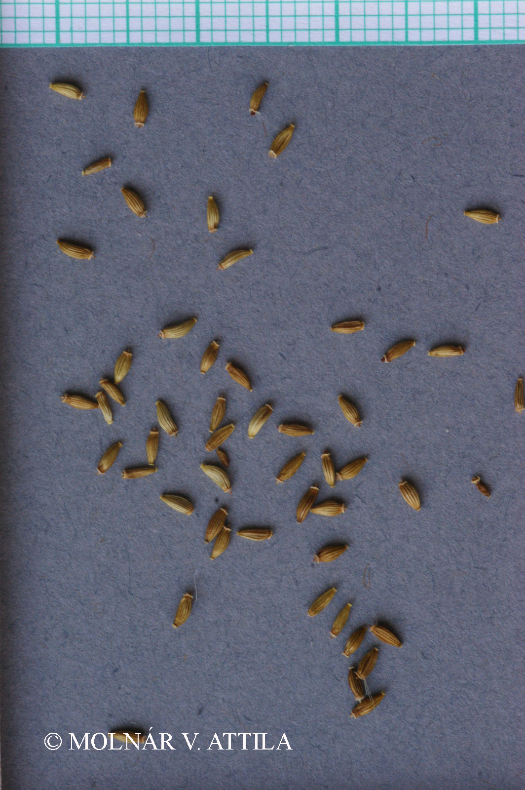 Senecio doria L.