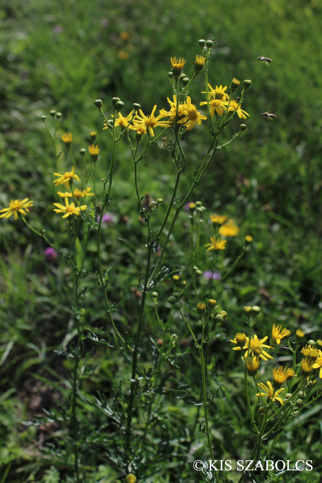 Senecio erraticus Bertol.