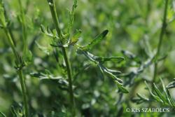 Senecio erraticus Bertol. 2.Kép