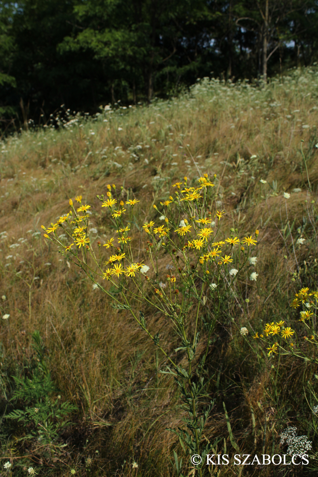 Senecio erucifolius L.