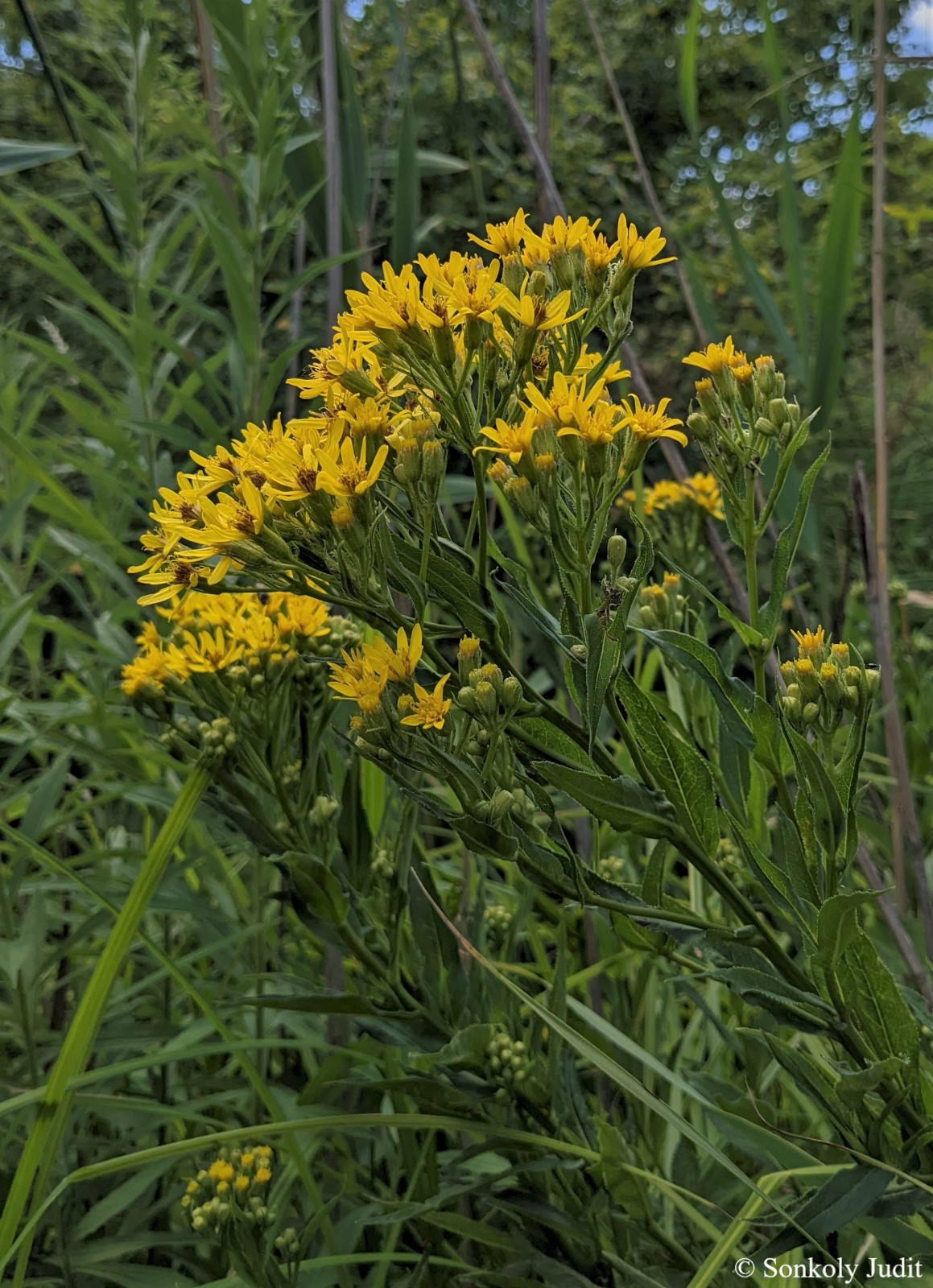 Senecio germanicus Wallr.