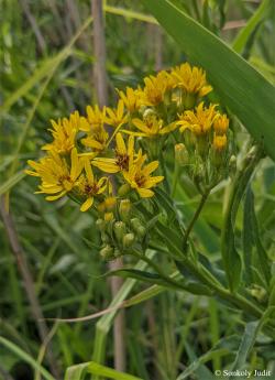 Senecio germanicus Wallr. 2.Kép