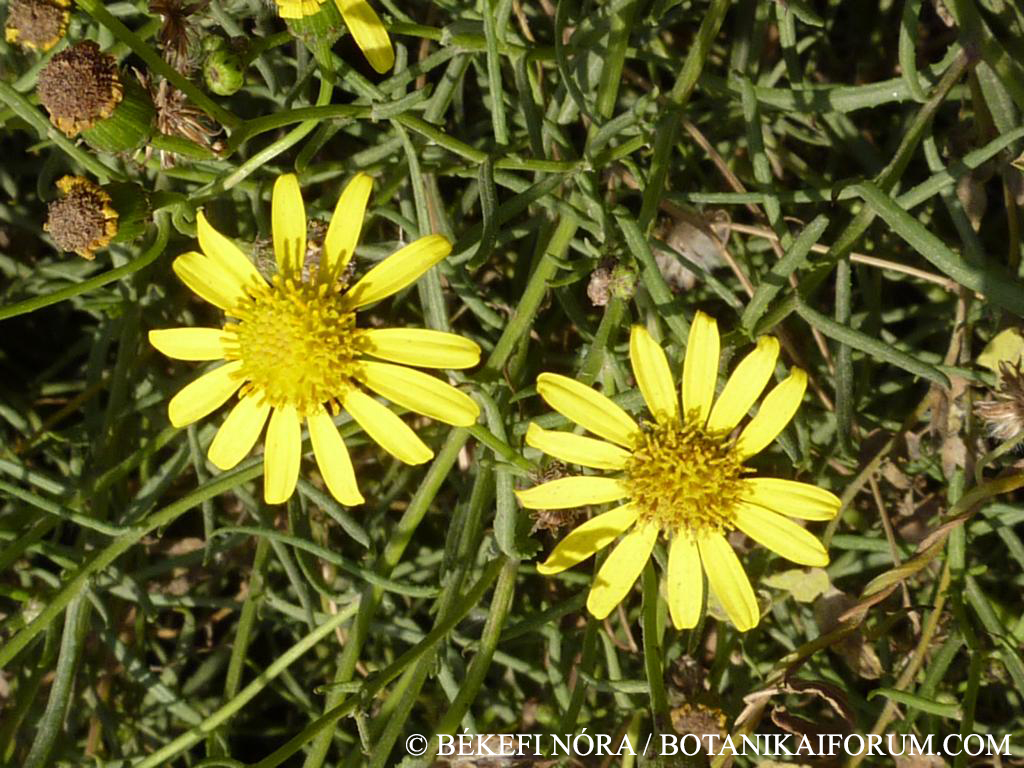 Senecio inaequidens DC.