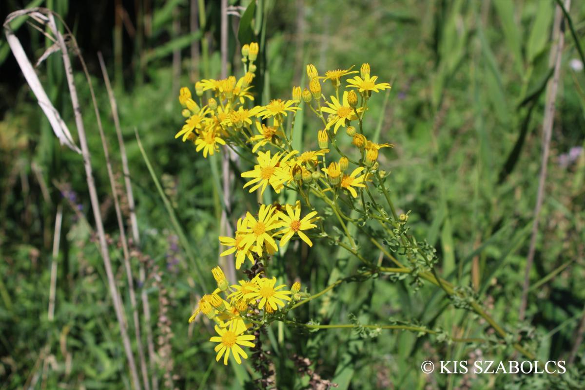 Senecio jacobaea L.