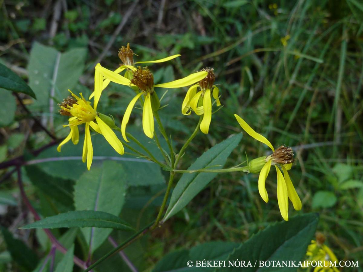 Senecio ovatus (G. Gaertn., B. Mey. et Scherb.) Willd.