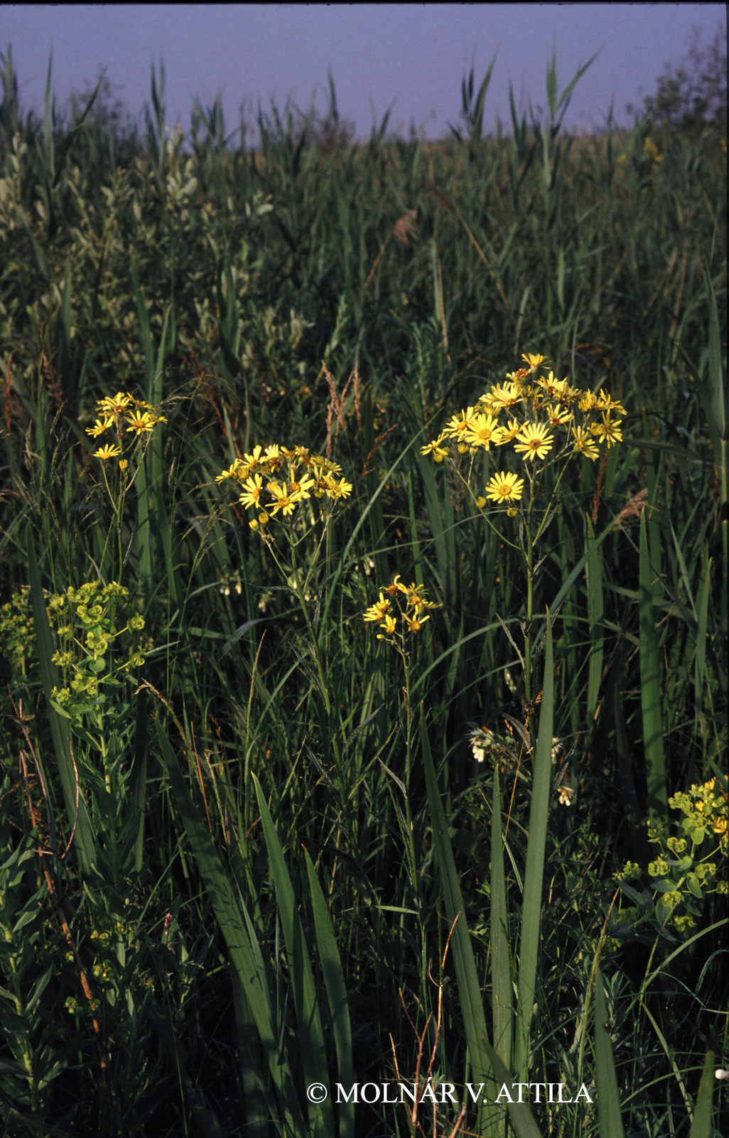 Senecio paludosus L.