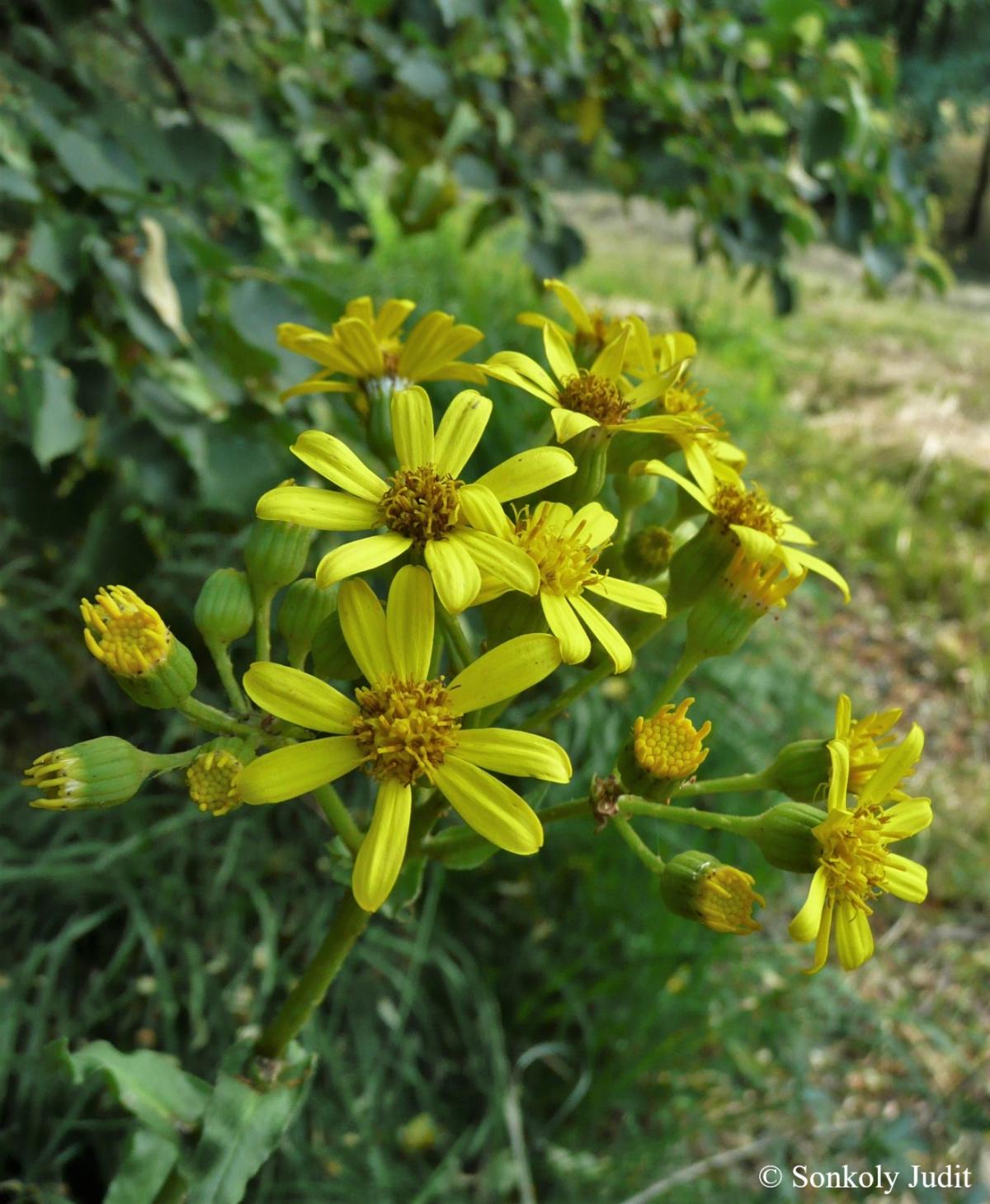Senecio umbrosus Waldst. et Kit.
