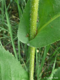 Senecio umbrosus Waldst. et Kit. 2.Kép