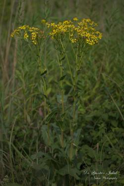 Senecio umbrosus Waldst. et Kit. 3.Kép