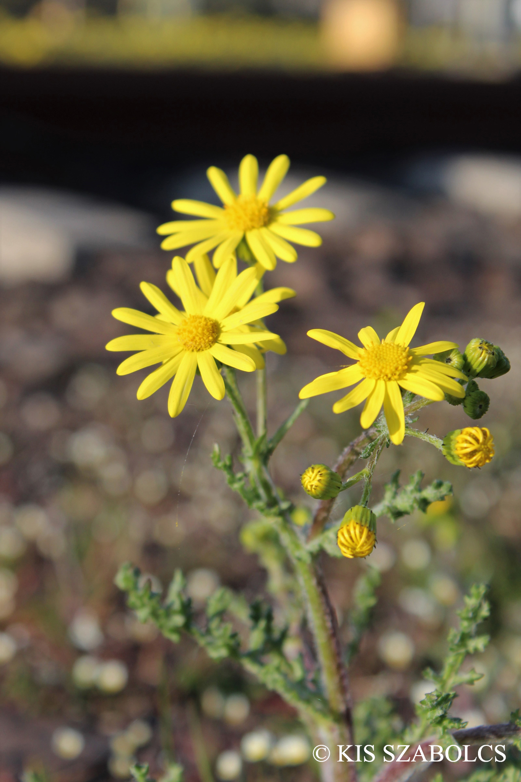 Senecio vernalis Waldst. et Kit.