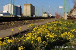 Senecio vernalis Waldst. et Kit. 2.Kép