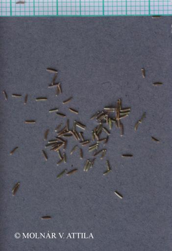 Senecio vernalis Waldst. et Kit. 3.Kép