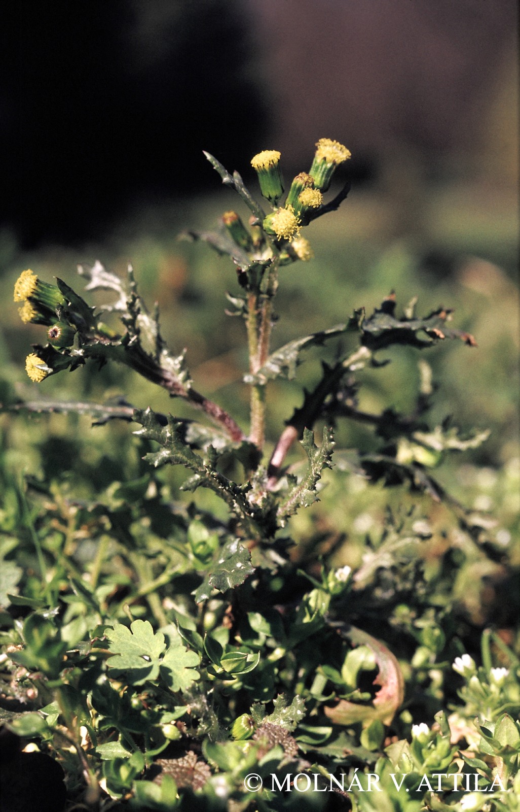 Senecio vulgaris L.