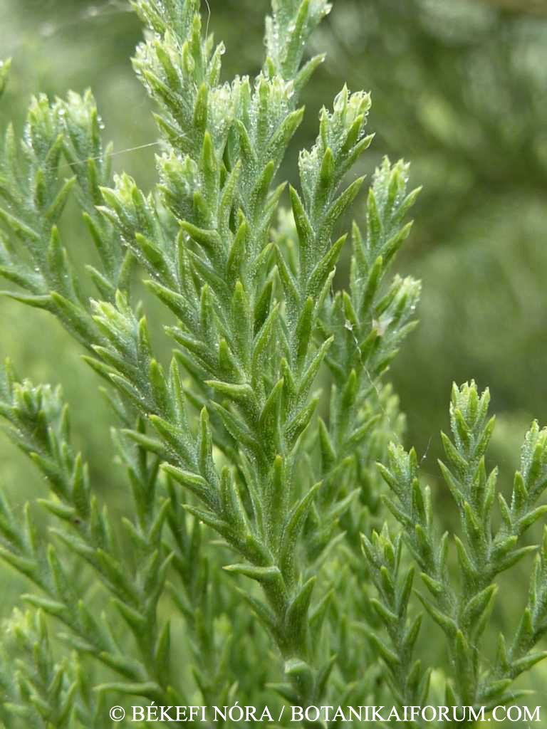Sequoiadendron giganteum (Lindl.) J. Buchholz