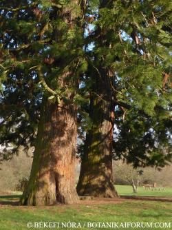 Sequoiadendron giganteum (Lindl.) J. Buchholz 2.Image