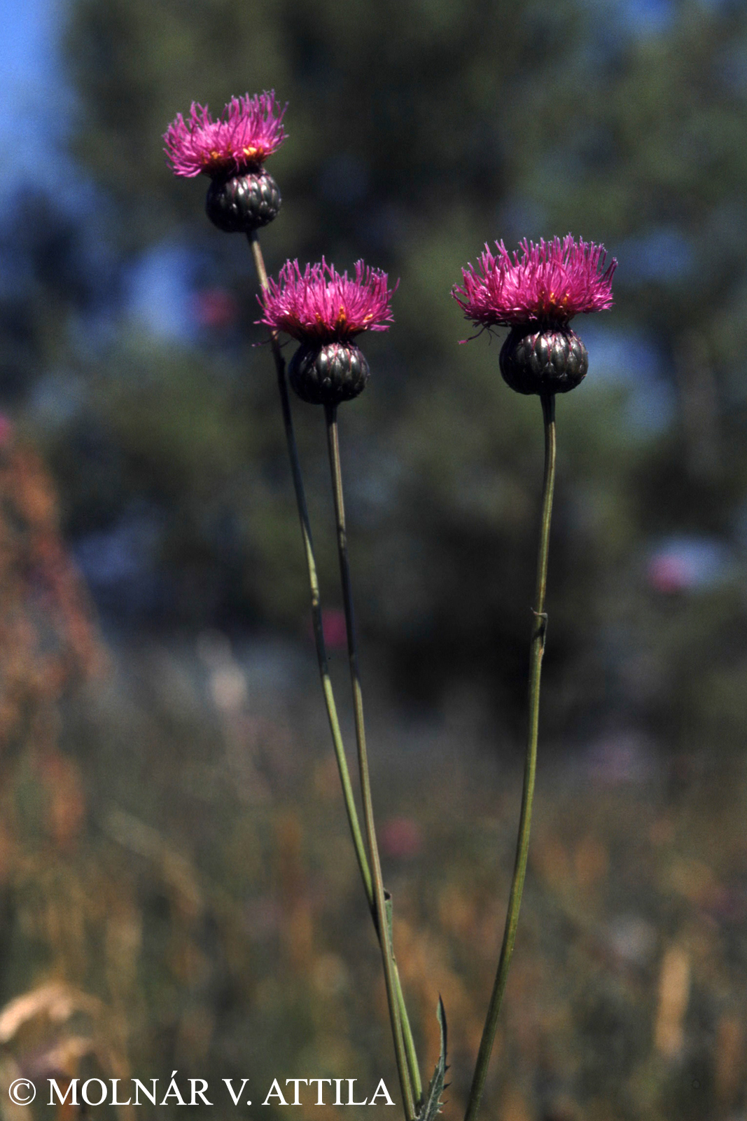 Serratula lycopifolia (Vill.) A. Kern.
