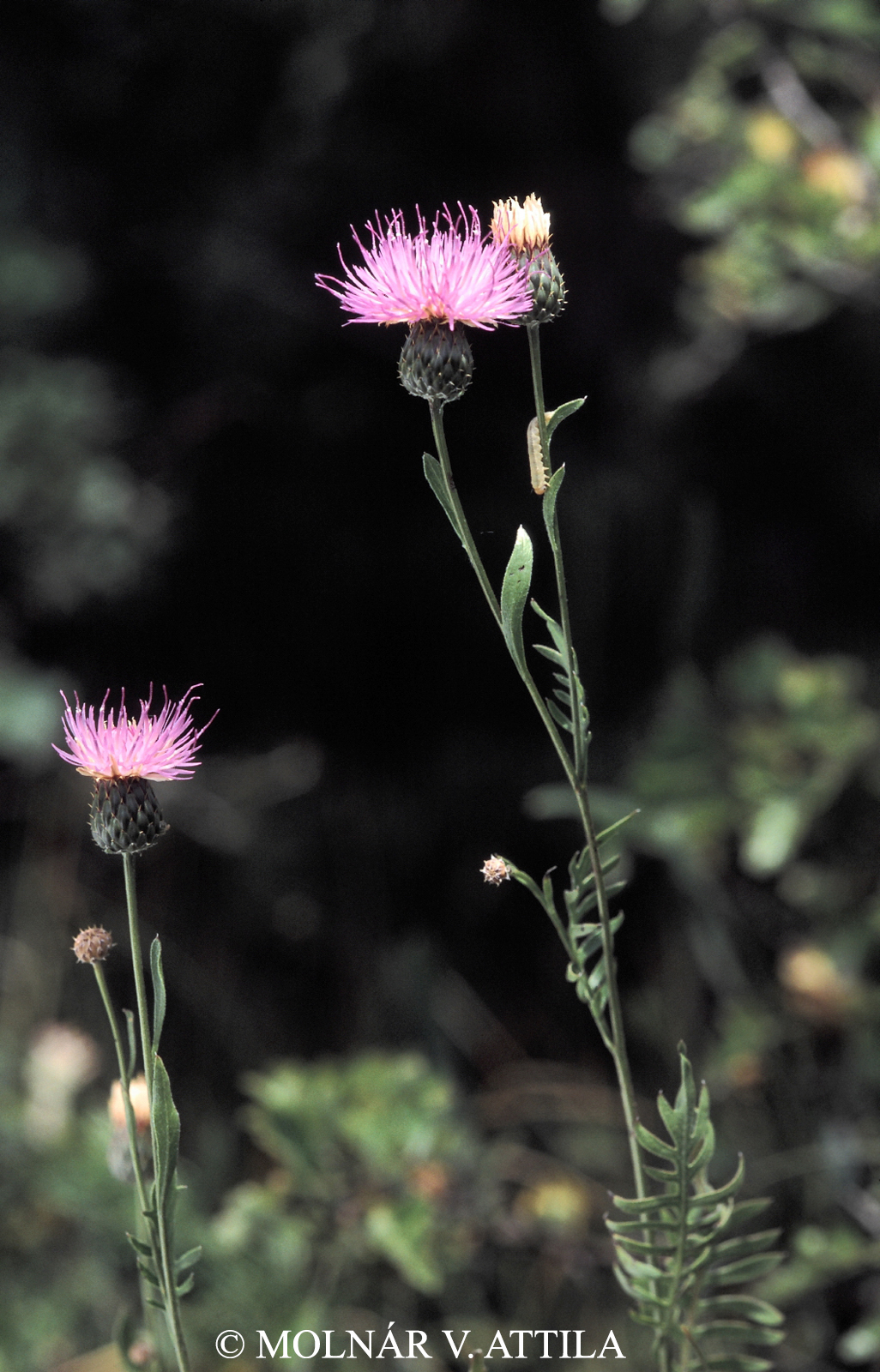 Serratula radiata (Waldst. et Kit.) M. Bieb.