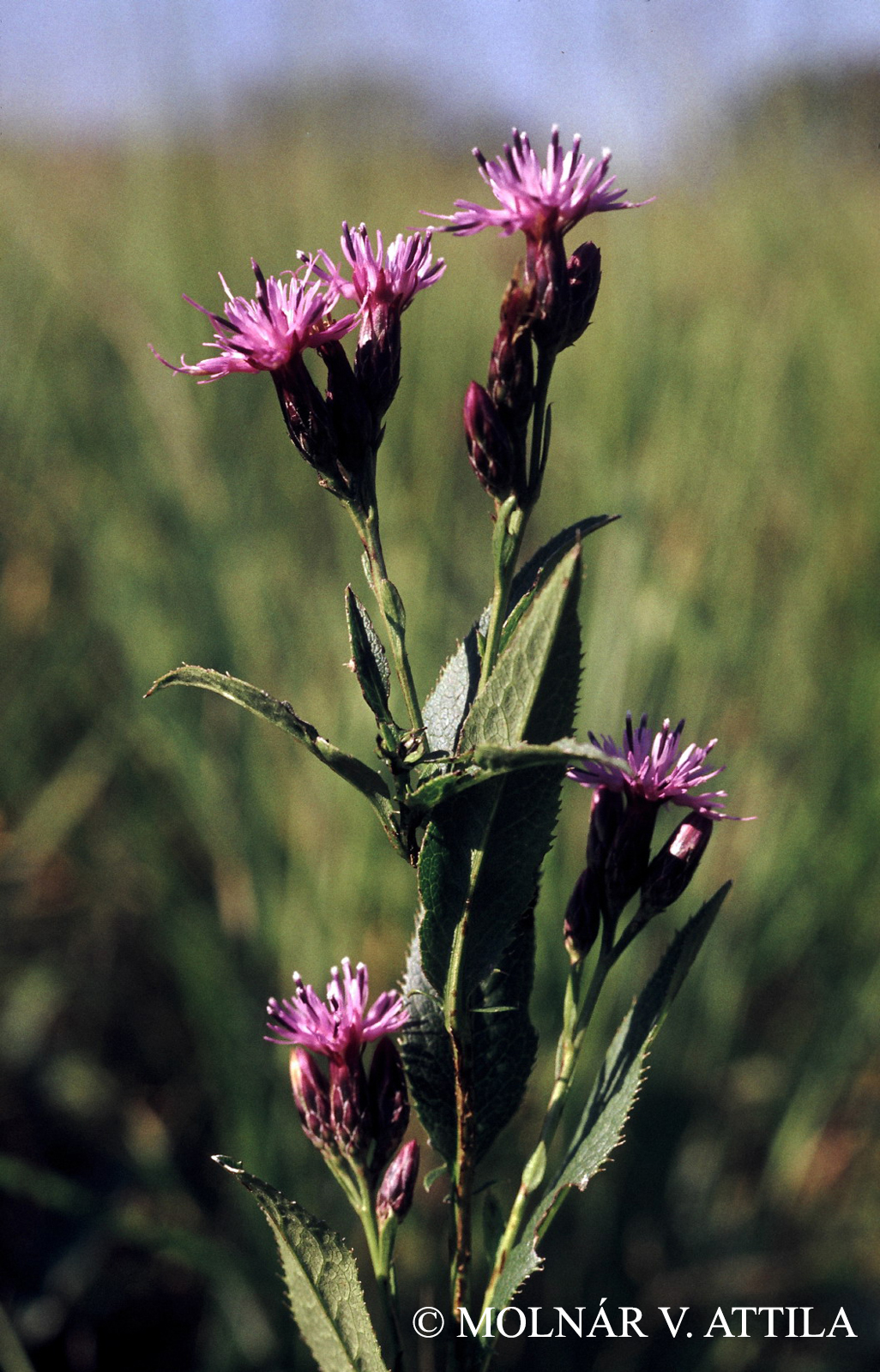 Serratula tinctoria L.