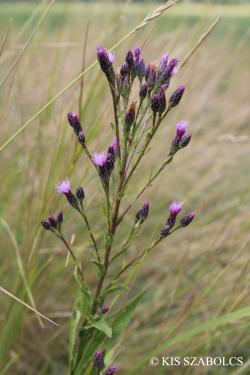 Serratula tinctoria L. 2.Kép