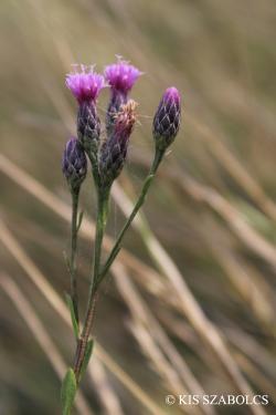 Serratula tinctoria L. 3.Kép