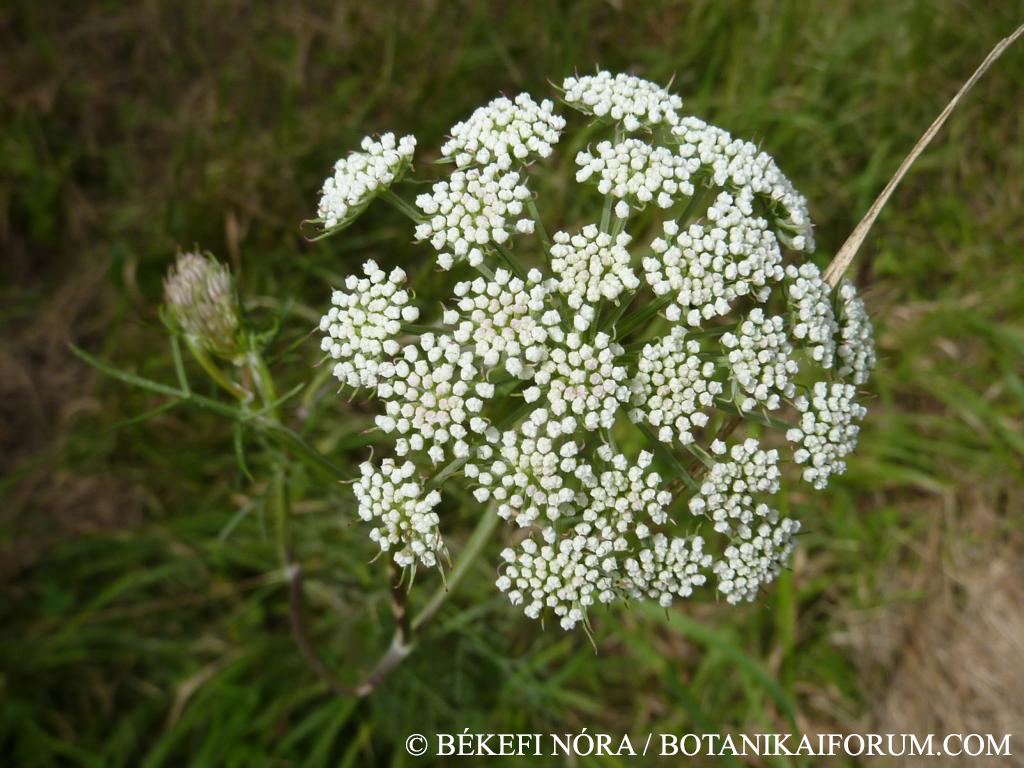 Seseli annuum L.