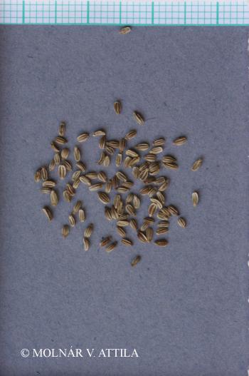 Seseli annuum L. 3.Kép