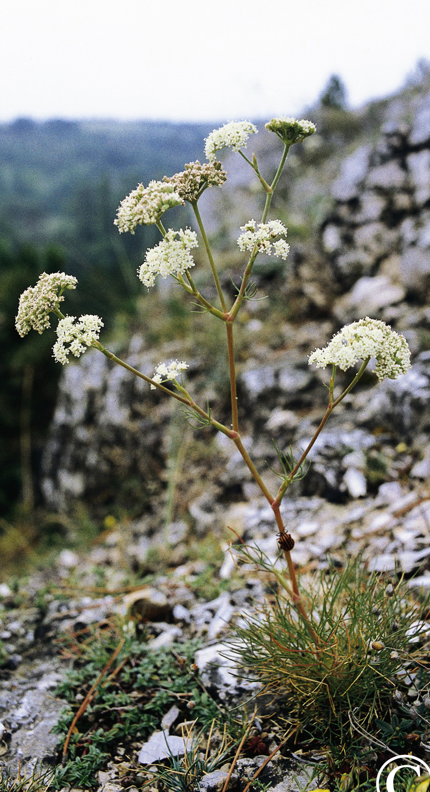 Seseli leucospermum Waldst. et Kit.