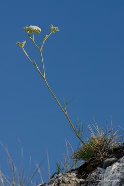 Seseli leucospermum Waldst. et Kit. 2.Kép