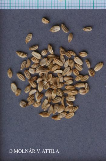 Seseli leucospermum Waldst. et Kit. 3.Kép