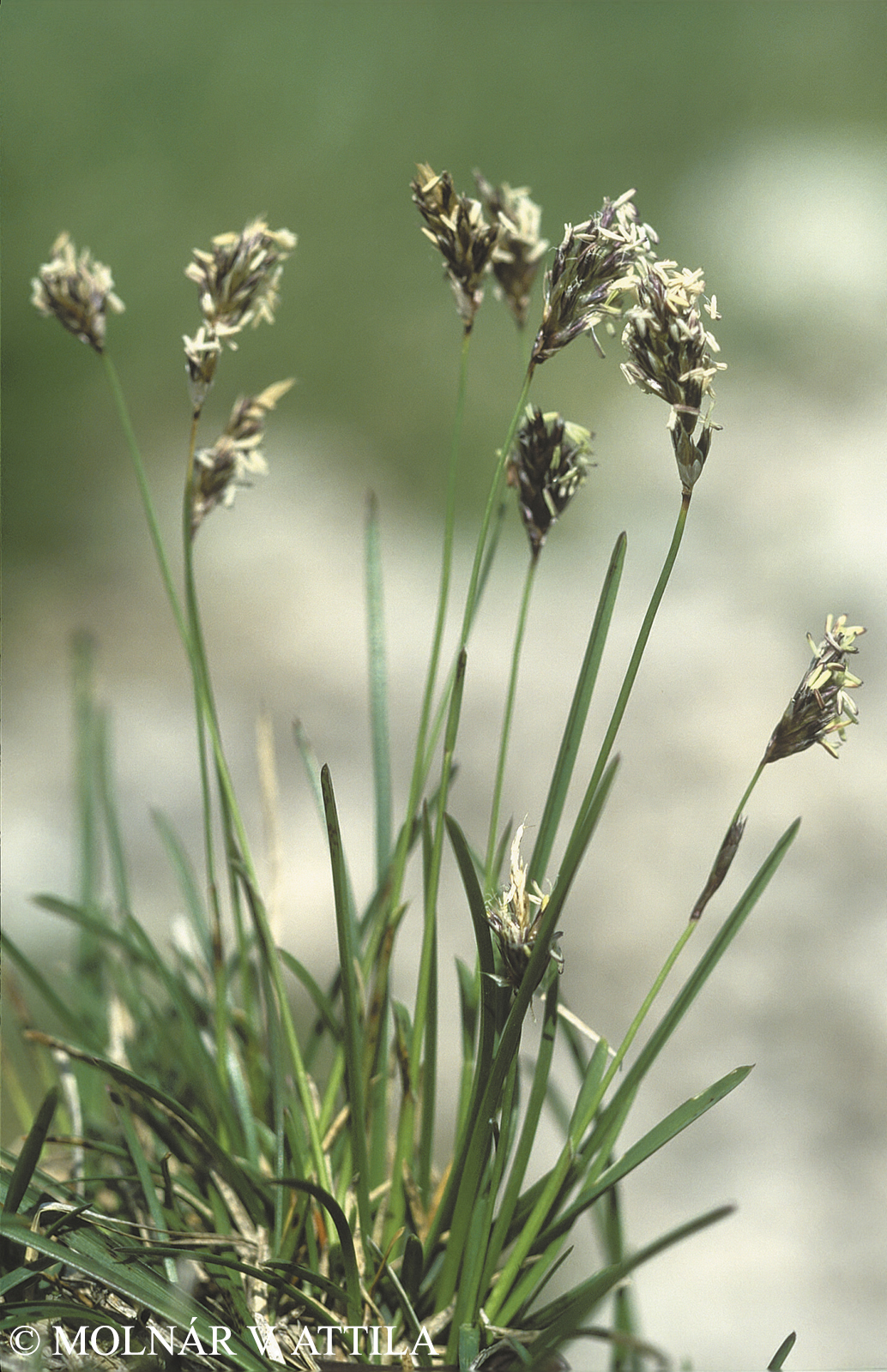 Sesleria albicans Kit. ex Schult.