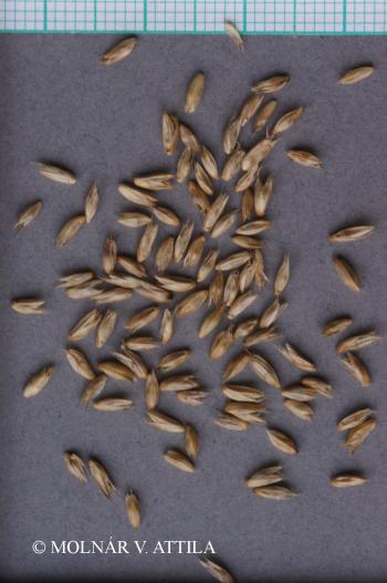 Sesleria albicans Kit. ex Schult. 2.Image