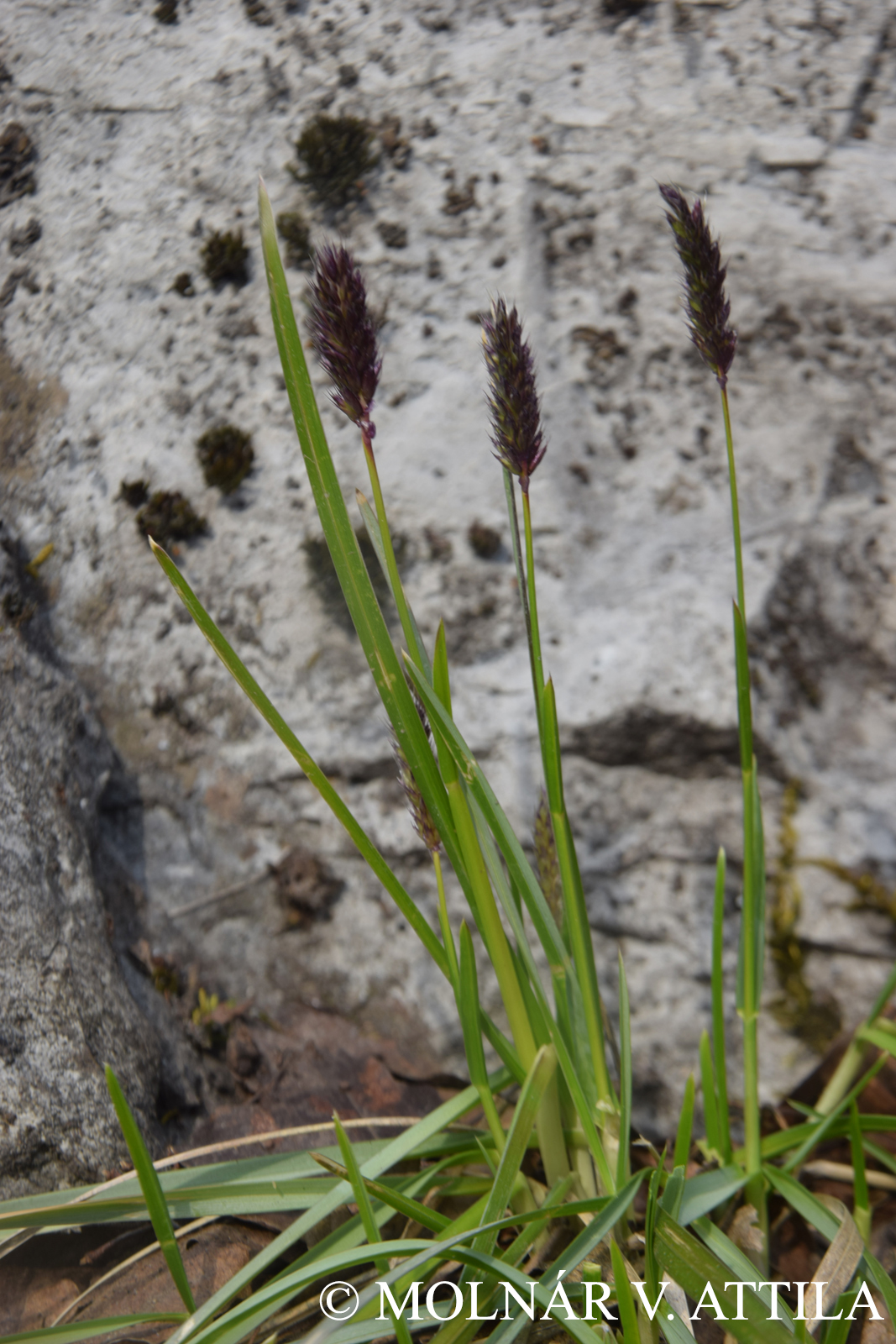 Sesleria hungarica Ujhelyi