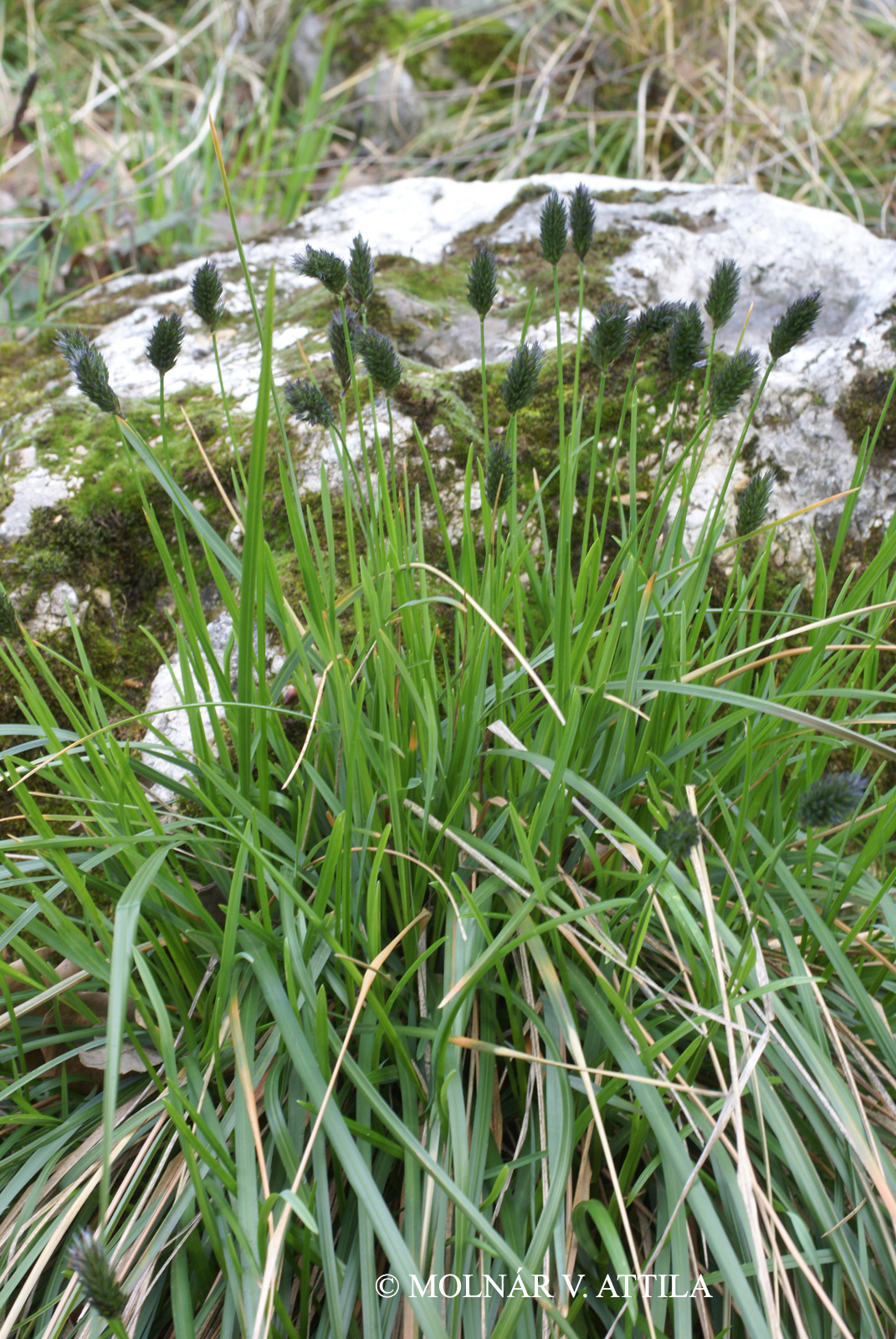Sesleria sadleriana Janka