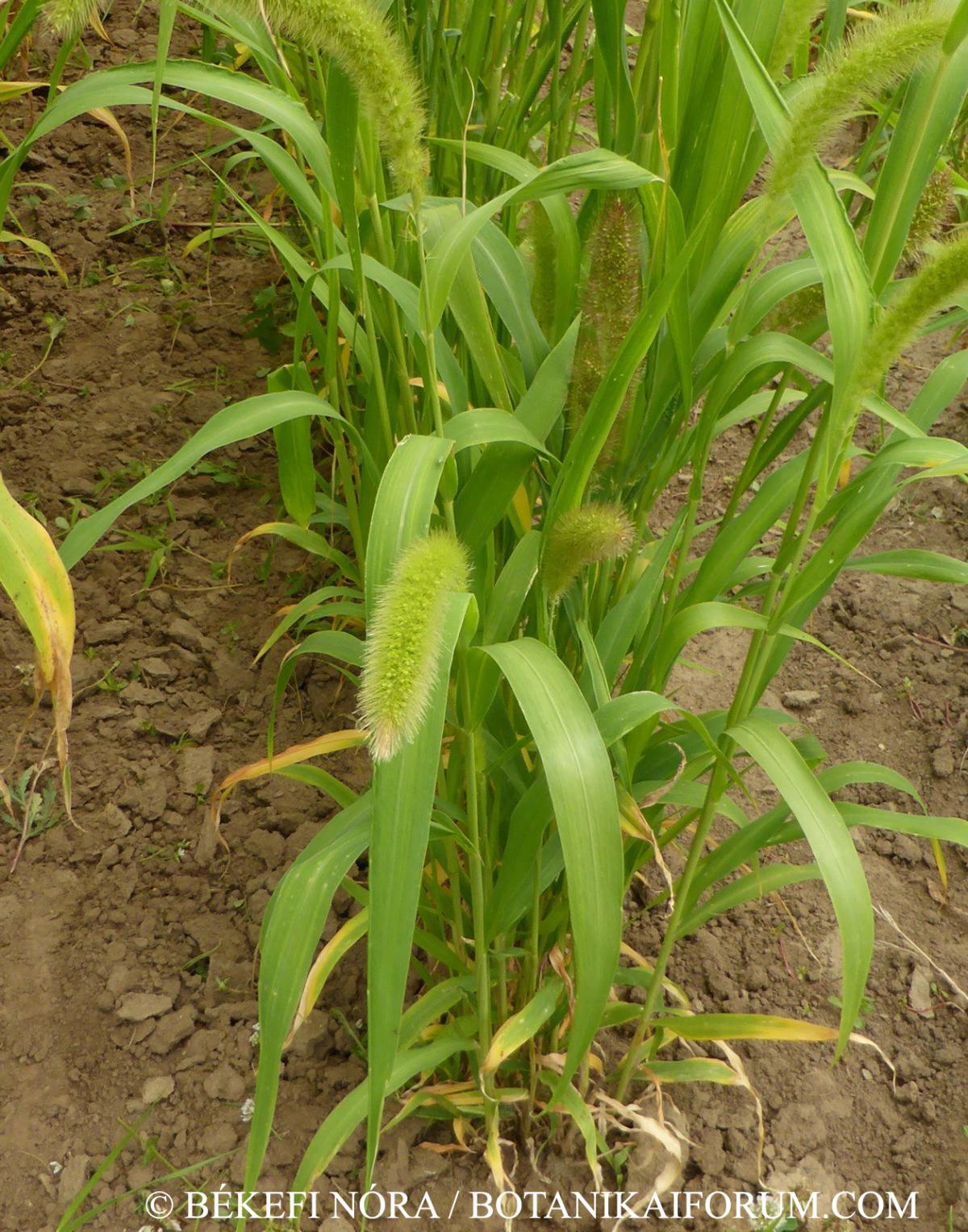 Setaria italica (L.) P. Beauv.