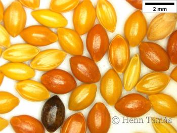 Setaria italica (L.) P. Beauv. 2.Image