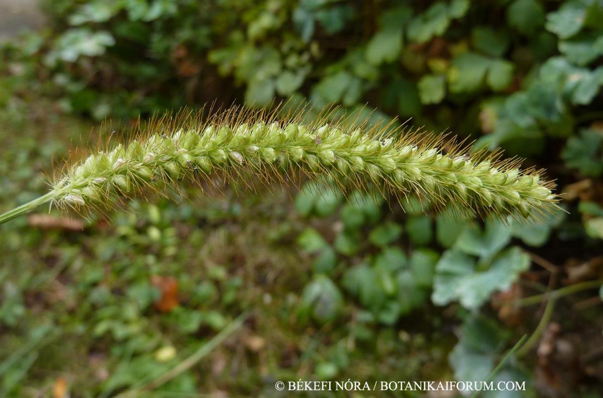 Setaria pumila (Poir.) Schult.