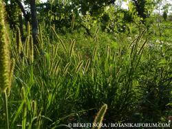 Setaria pumila (Poir.) Schult. 2.Image
